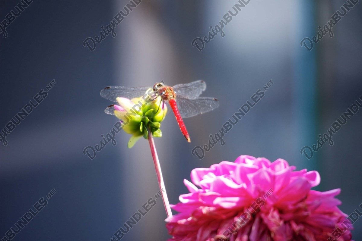 Stock Photo - Close-Up Of Dragonfly Perched On Flower example image 1