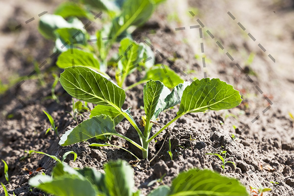 sprout cabbage . field. example image 1