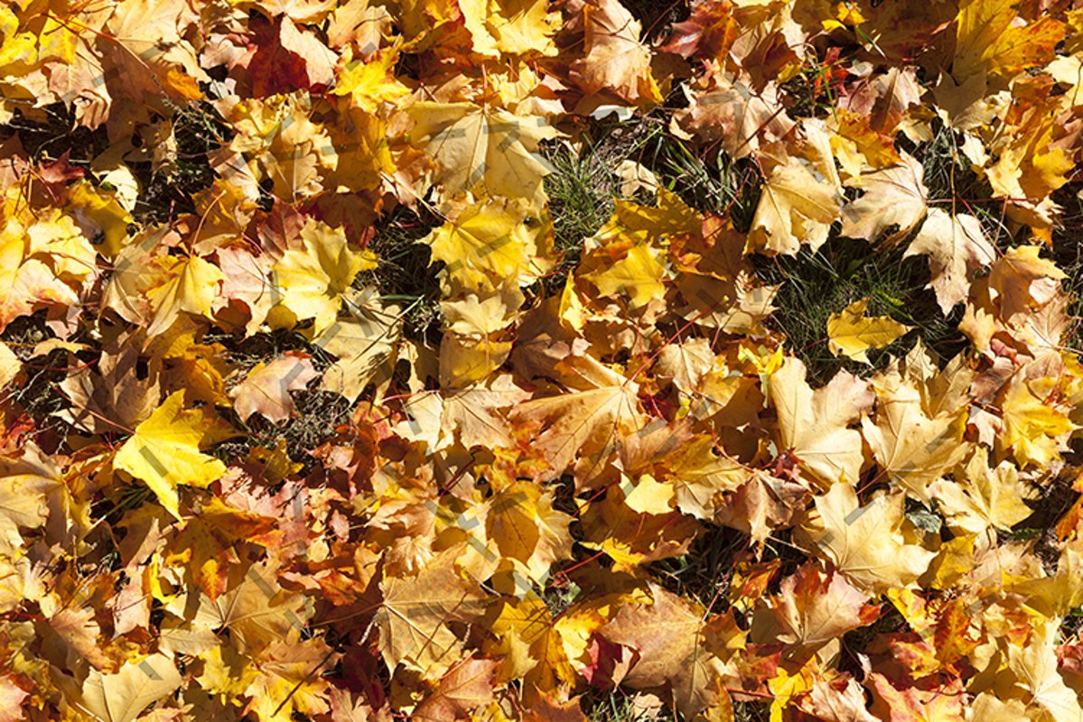 Maple autumn example image 1