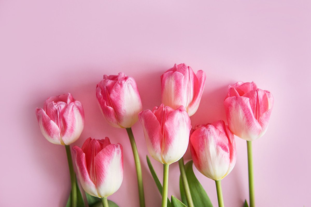 Pink Tulip flower are arranged on a pink background. example image 1