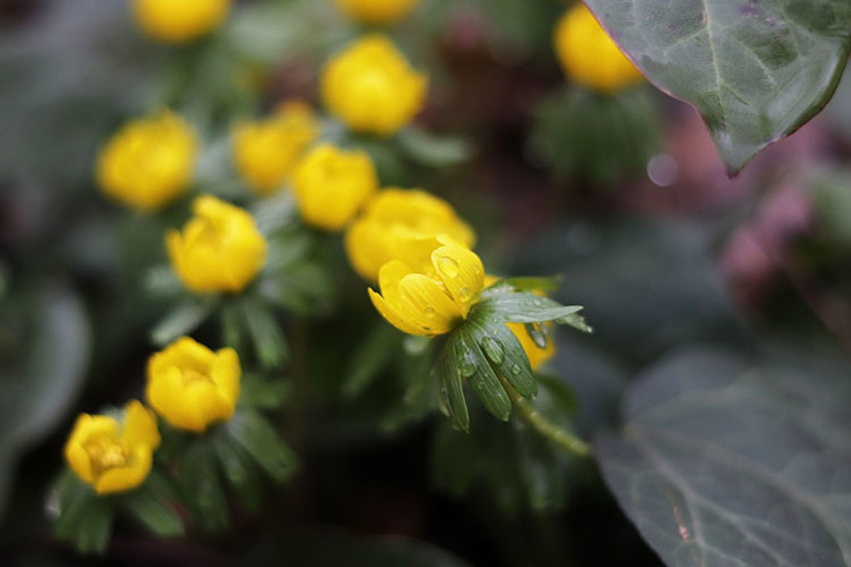 yellow springtime eranthis flowers close up example image 1