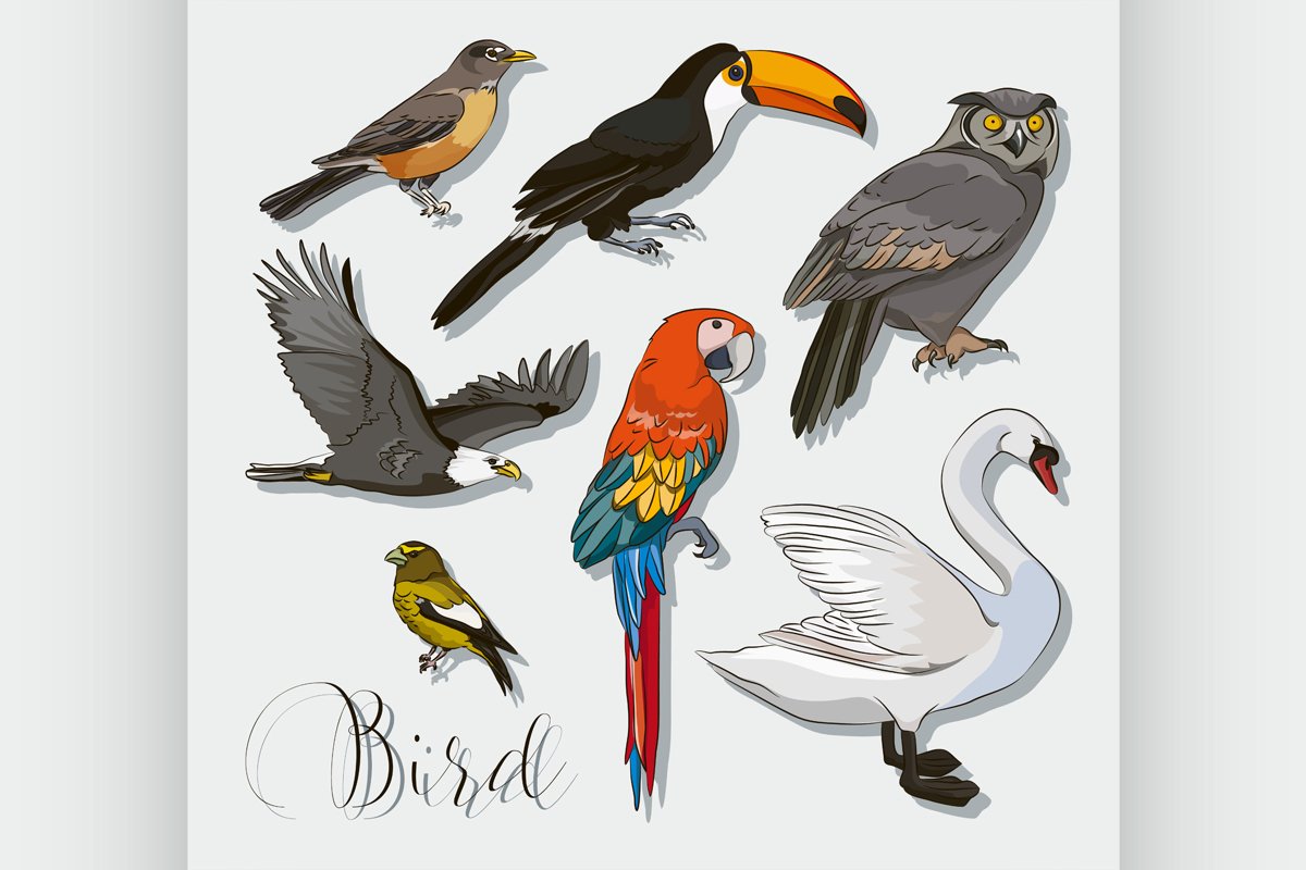 Bird collection set example image 1