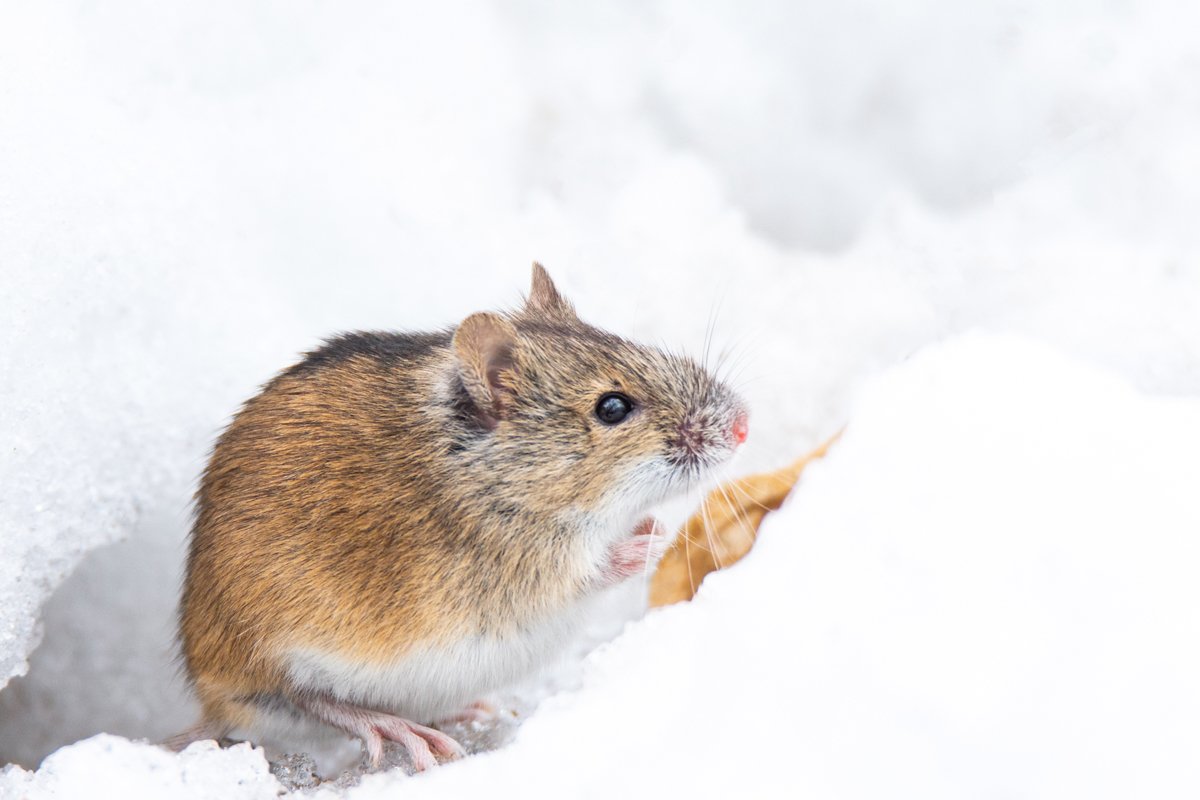 mouse snow winter example image 1