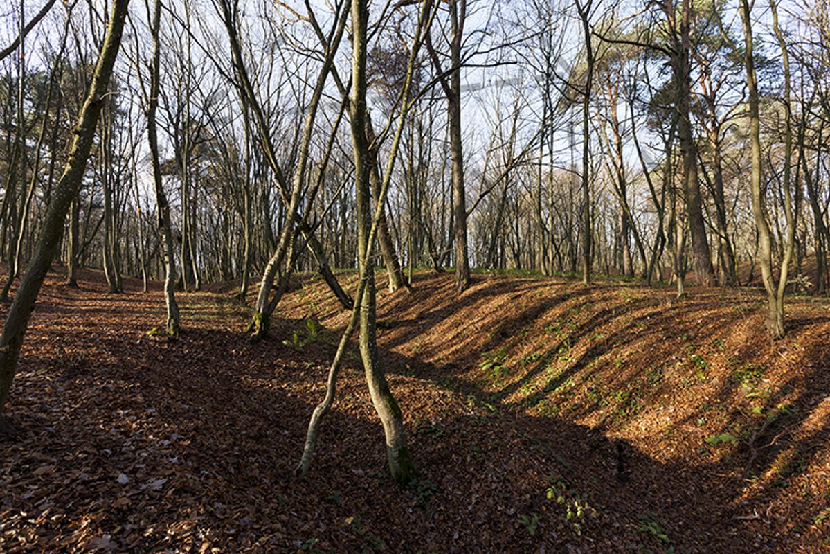 sunlight at dawn, forest example image 1