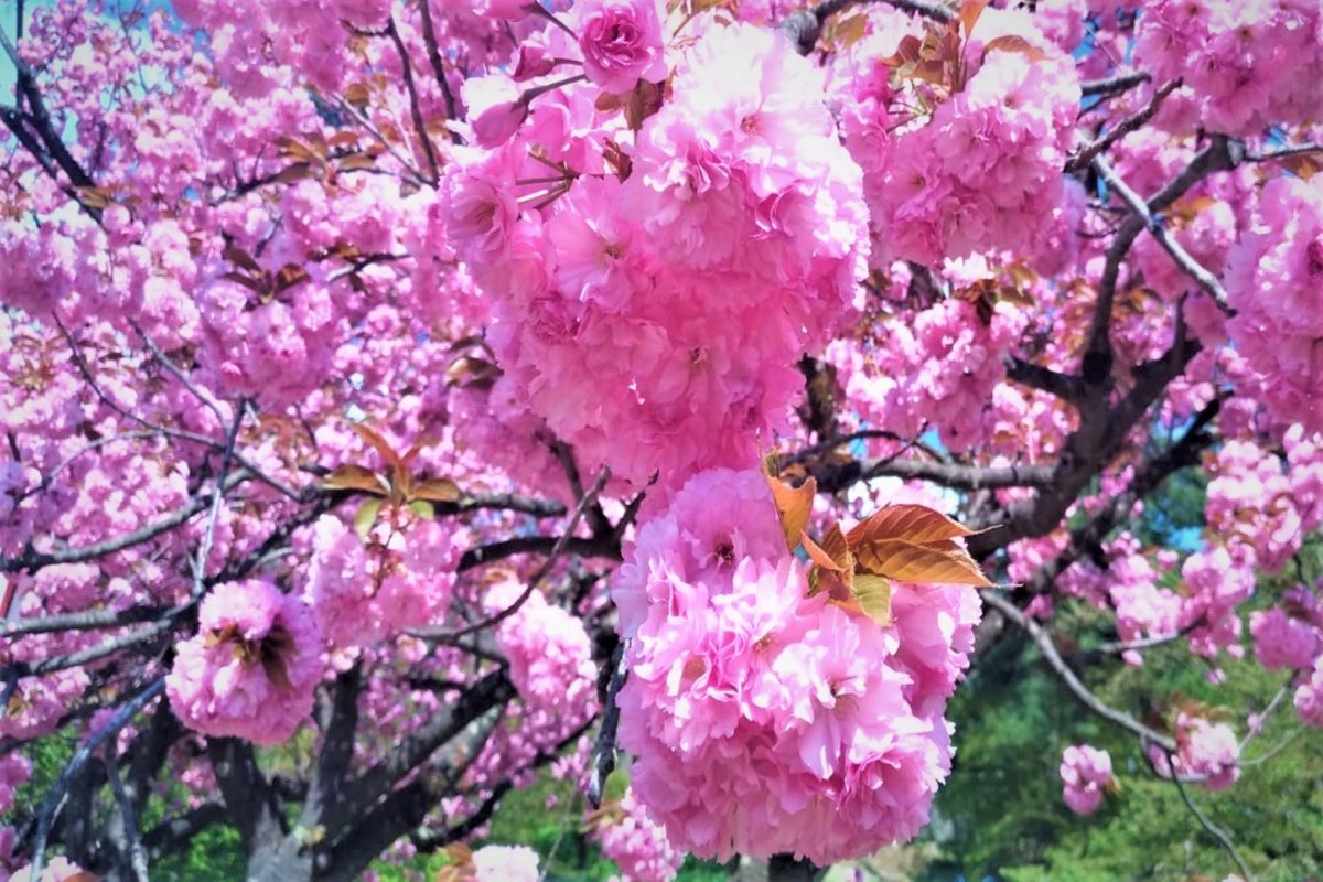 Fantastic sakura and plum tree blossoms in Japan in May example image 1