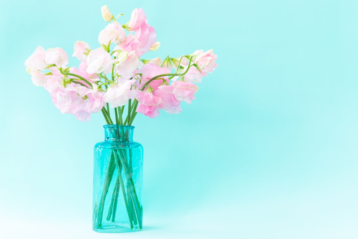 Bouquet of pink sweet peas flowers. Lathyrus in blue vase example image 1