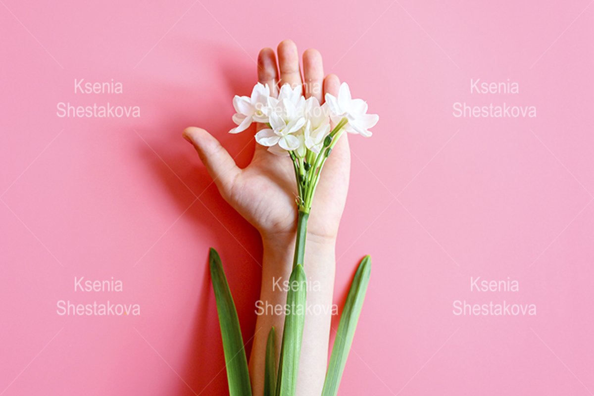 blooming white flowers daffodils on a kid's hand on pink example image 1