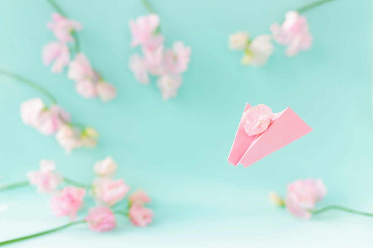 Paper airplane,pink sweet peas Lathyrus flowers.Blue colour example image 1