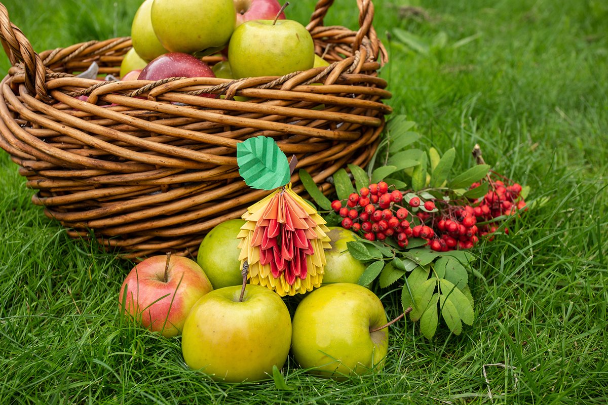 Autumn Apple harvest background wicker basket on green grass example image 1