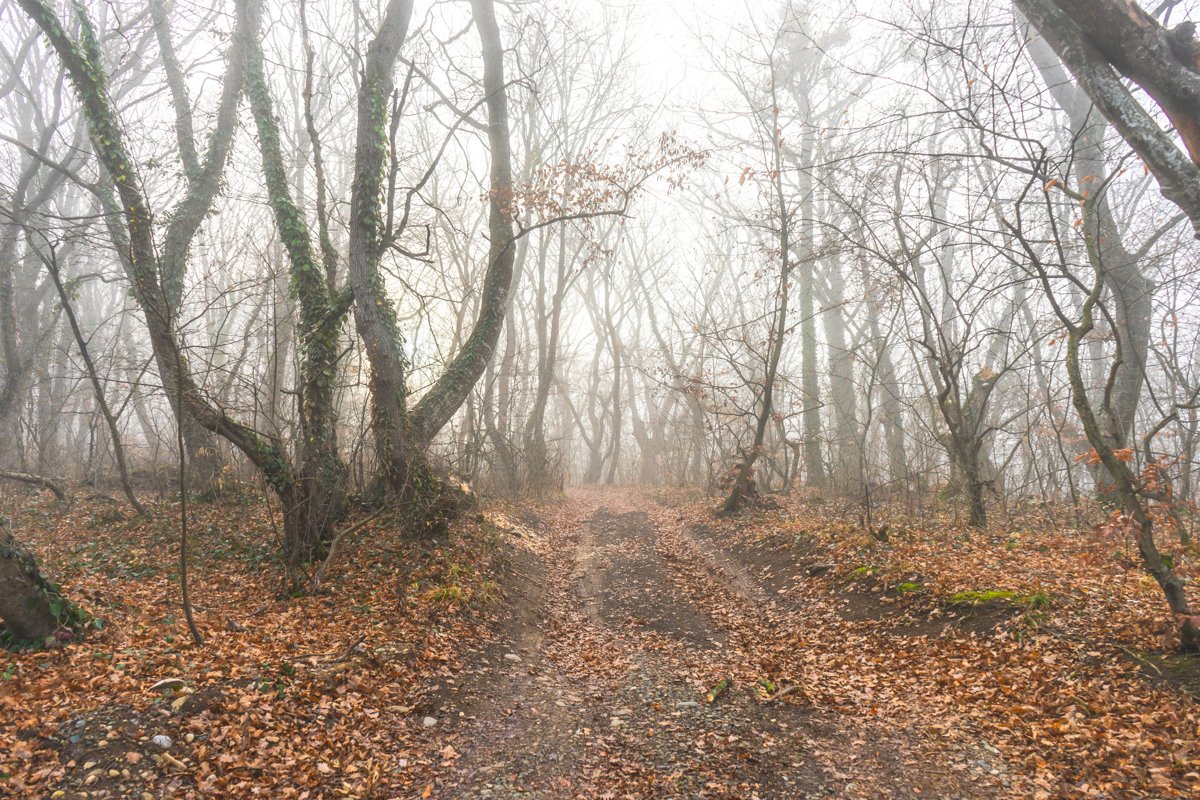 Road in the misty autumnal forest example image 1