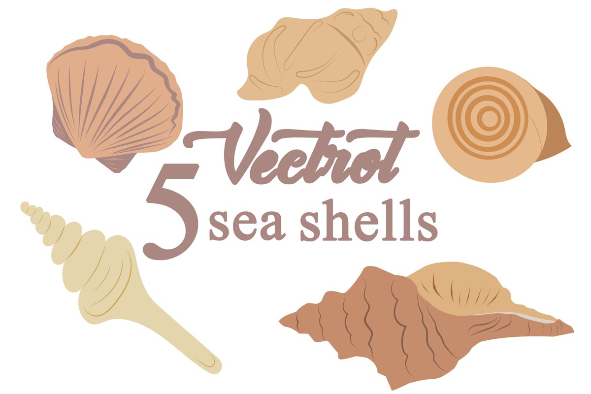 Marine sea shells vector set illustrations example image 1
