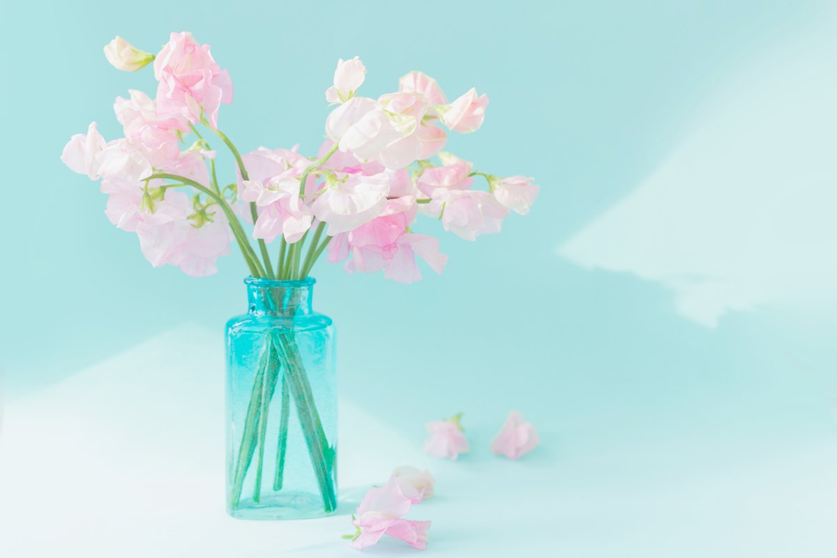 Bouquet of pink sweet peas flowers. Lathyrus in blue vase example image 1