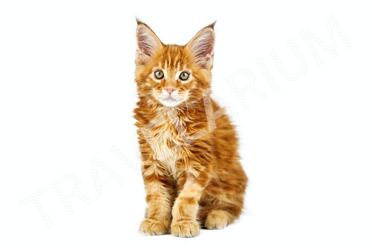 Red maine coon kitten, isolated. example image 1
