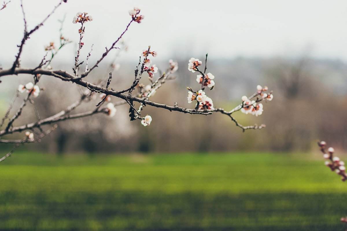 Apricot blossoms in full bloom. Part of the branch example image 1