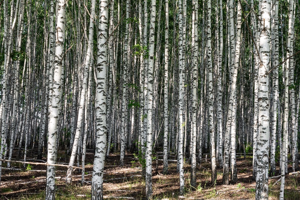 abstract background the birch grove example image 1