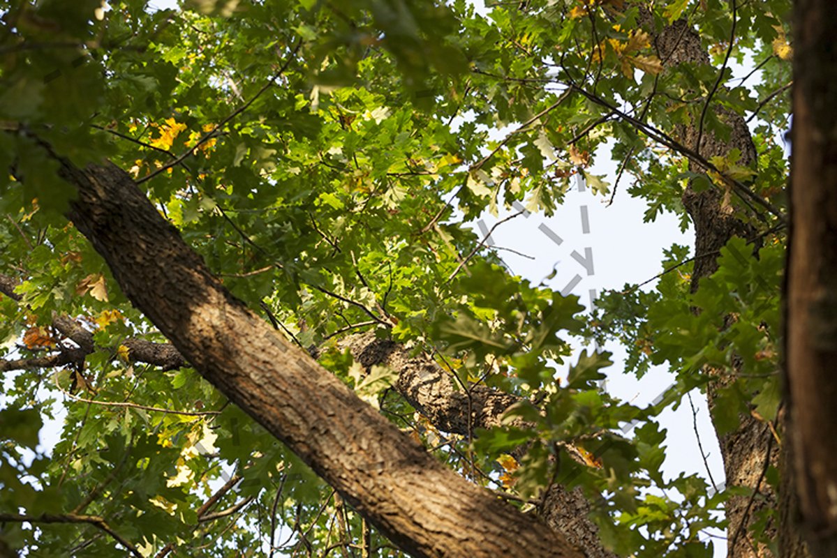 foliage of the oak example image 1
