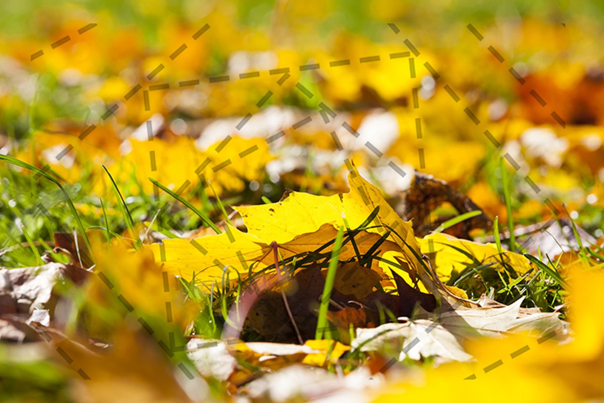 autumn yellow foliage example image 1