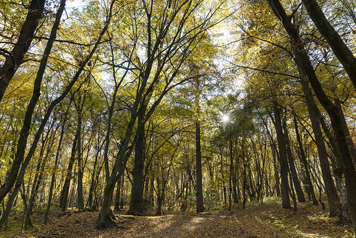 Autumn park example image 1