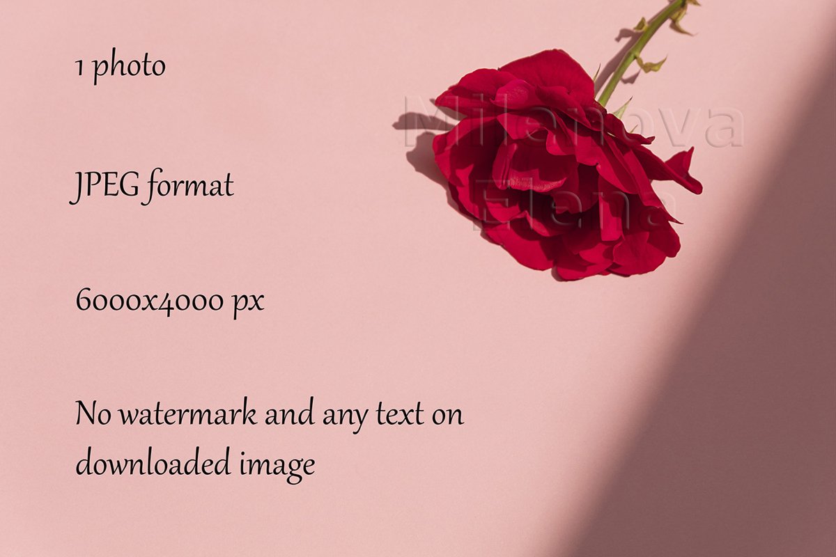 Minimal style rose flower background with harsh shadows example image 1