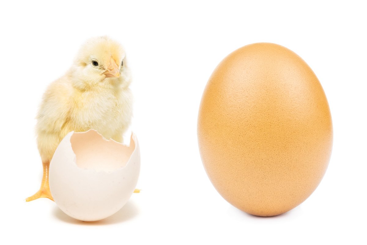 chicken egg on white background example image 1