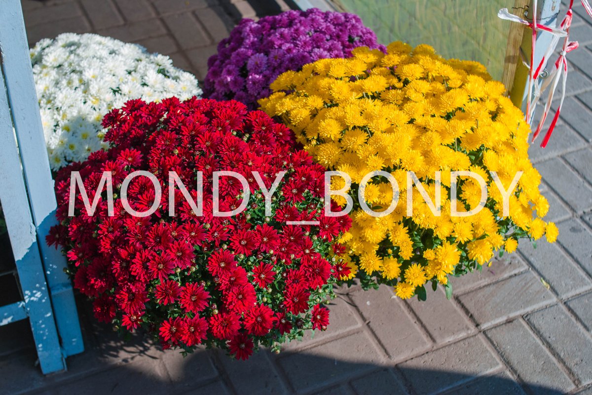 Autumn flowers in a pot close-up example image 1
