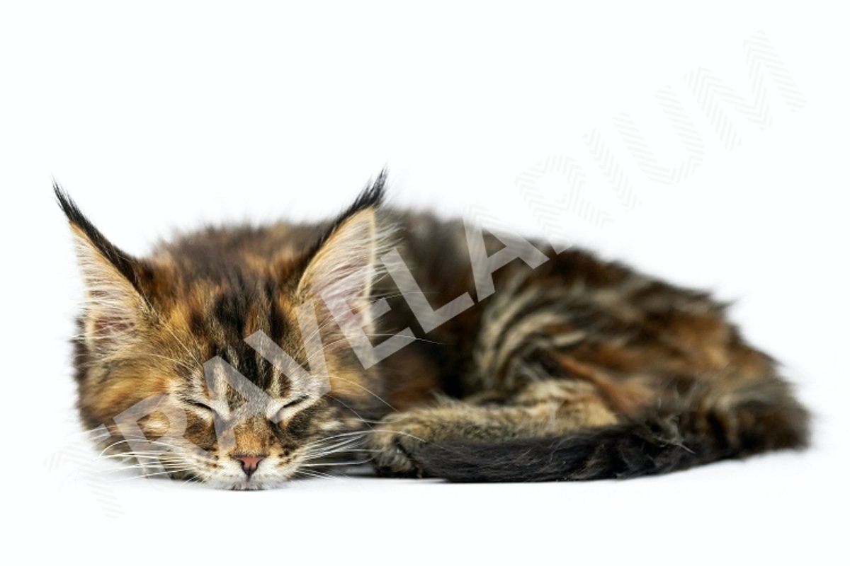 Tortoiseshell sleeping Maine coon kitten, isolated. example image 1