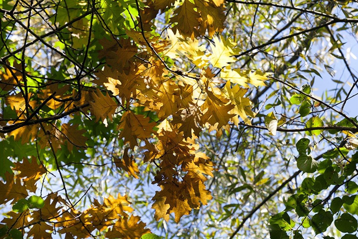 one branch of oak example image 1