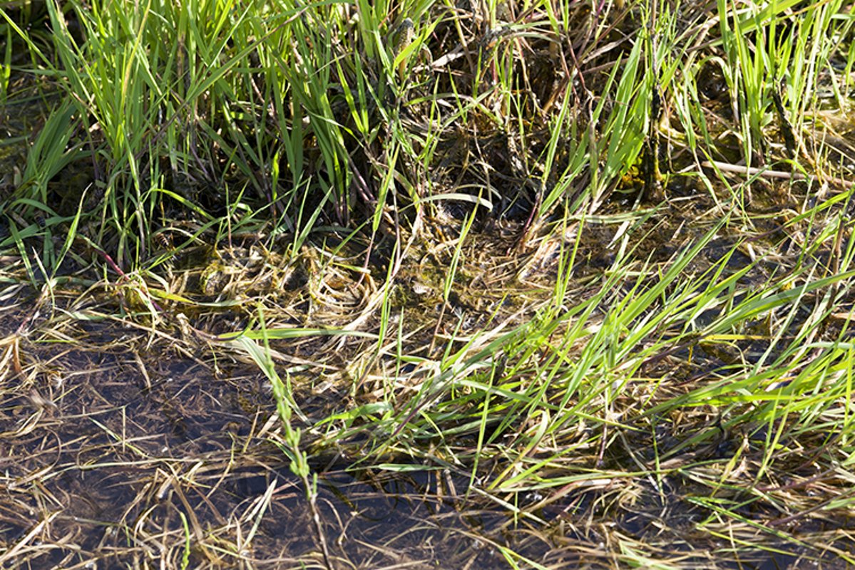spring season example image 1