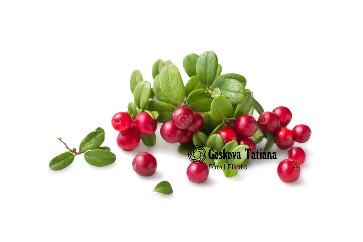 Photo of Cowberry foxberry, lingonberry with leaves isolated example image 1