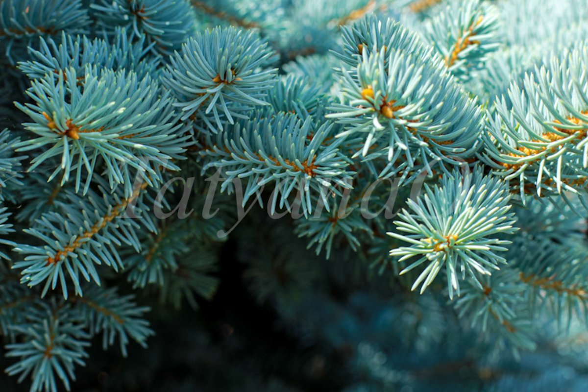 Blue spruce background. Coniferous tree. example image 1