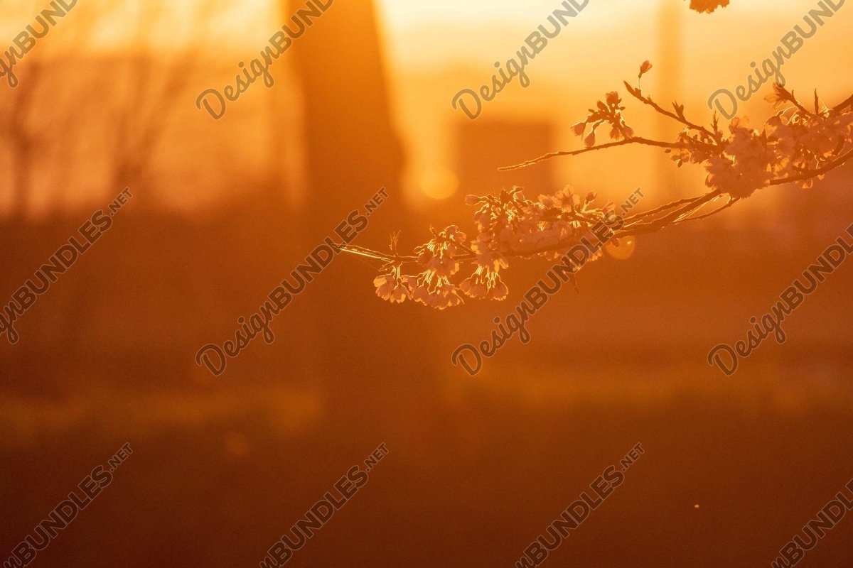 Stock Photo - Golden Sunset example image 1