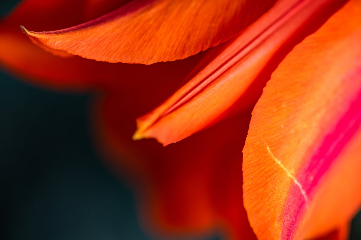 Beautiful tulip flowers bouquet example image 1