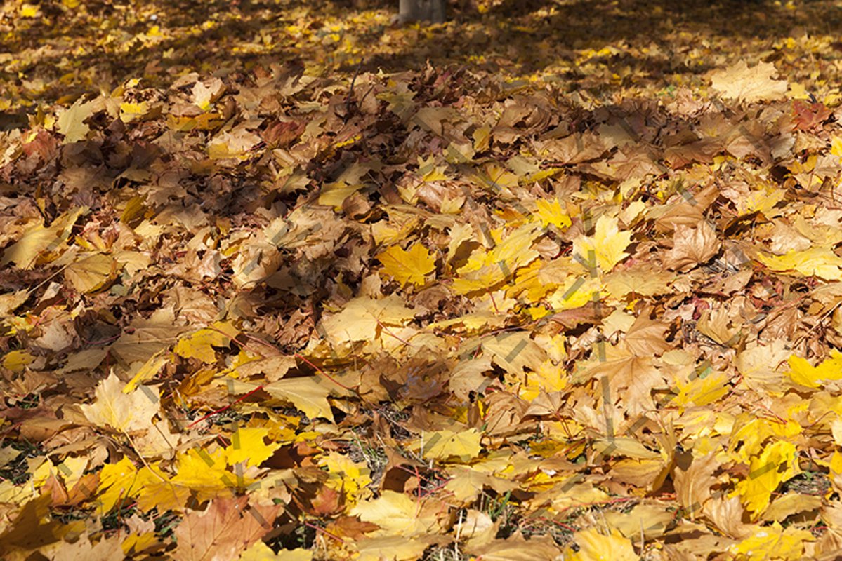 Fall foliage wilderness closeup example image 1