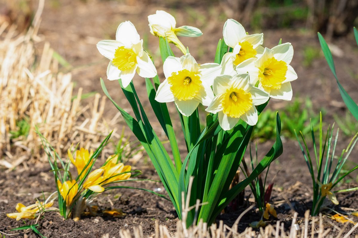 White narcissus Narcissus poeticus example image 1