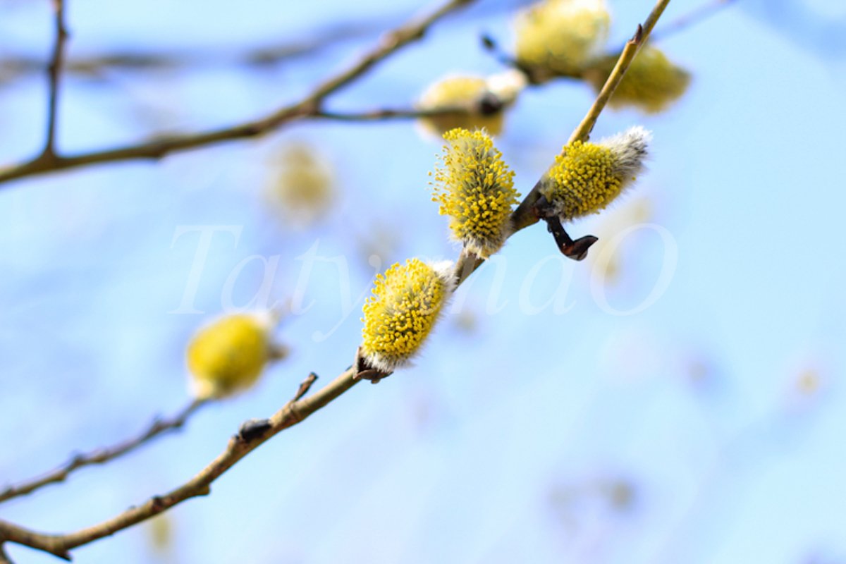 Willow branches with fluffy catkins, buds, flowers. example image 1