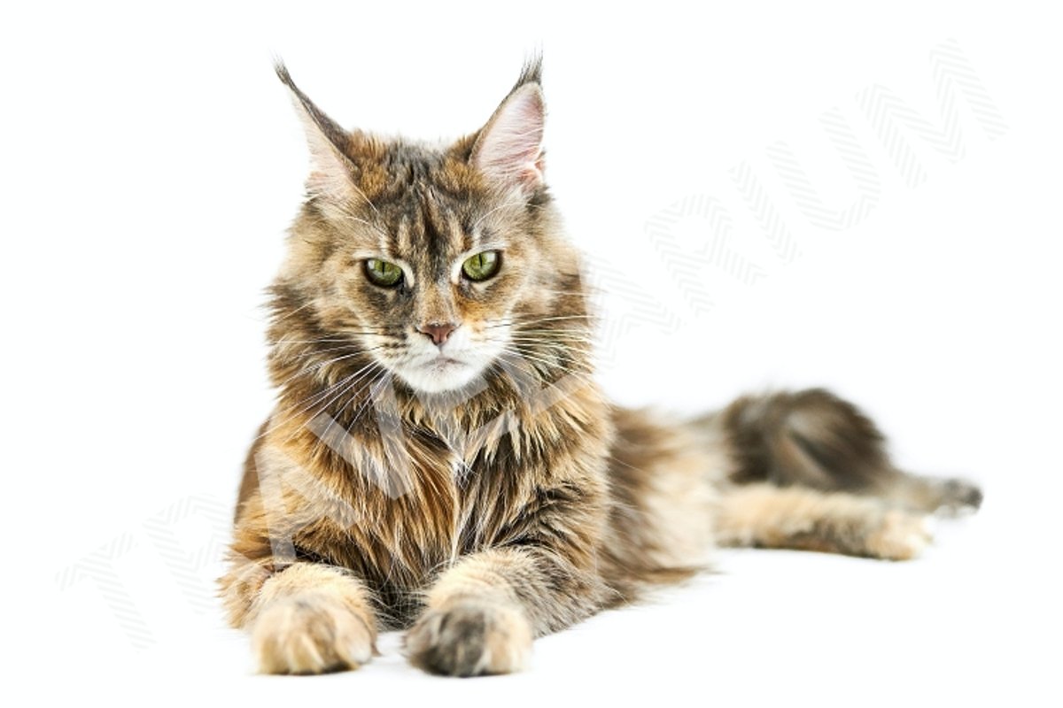 Adult Maine coon cat, isolated. example image 1