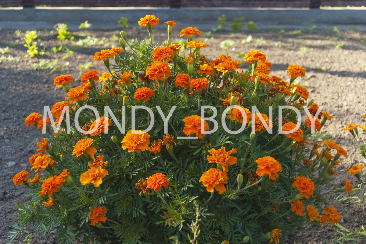 Tagetes erecta orange autumn closeup example image 1