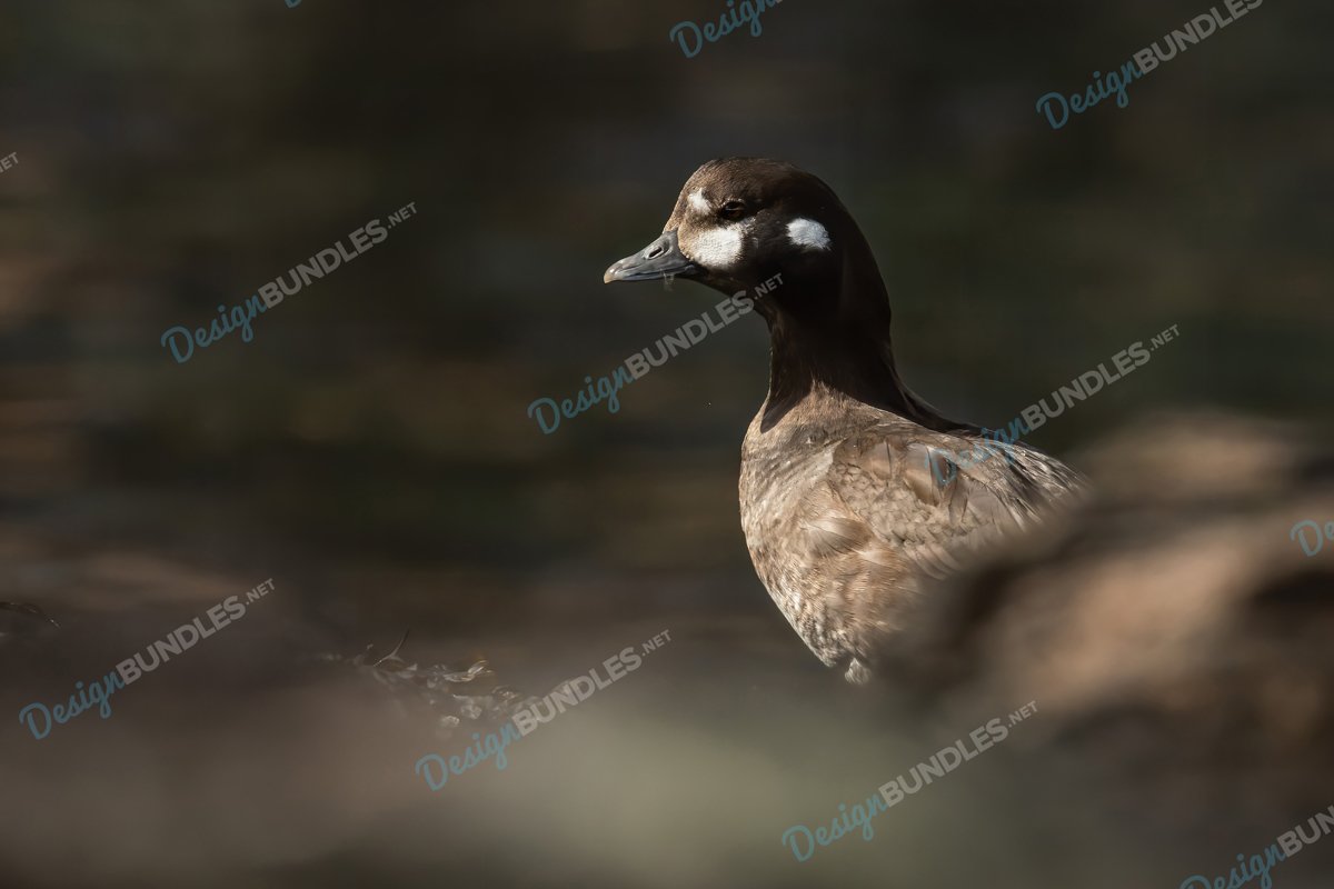 Stock Photo - Duck's Portrait example image 1