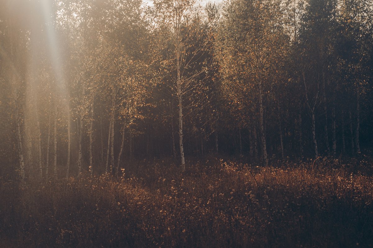 Forest landscape. Yellow background. example image 1
