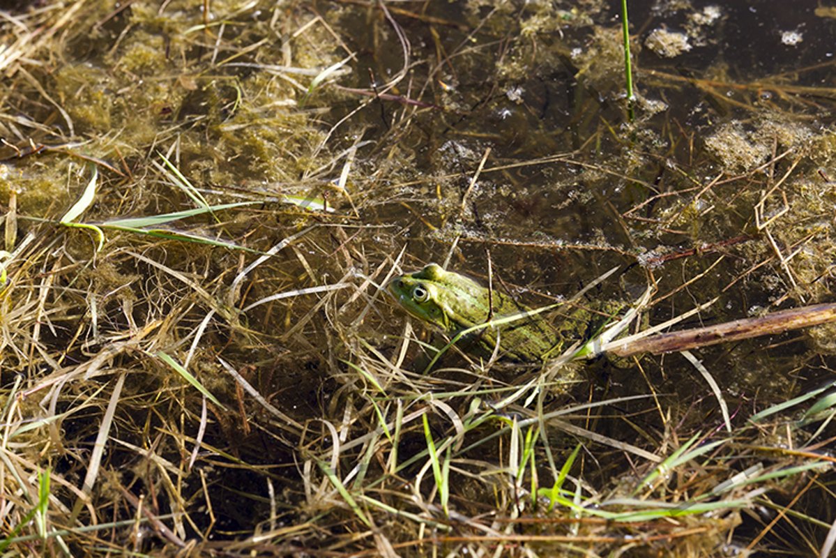 masked green frog example image 1