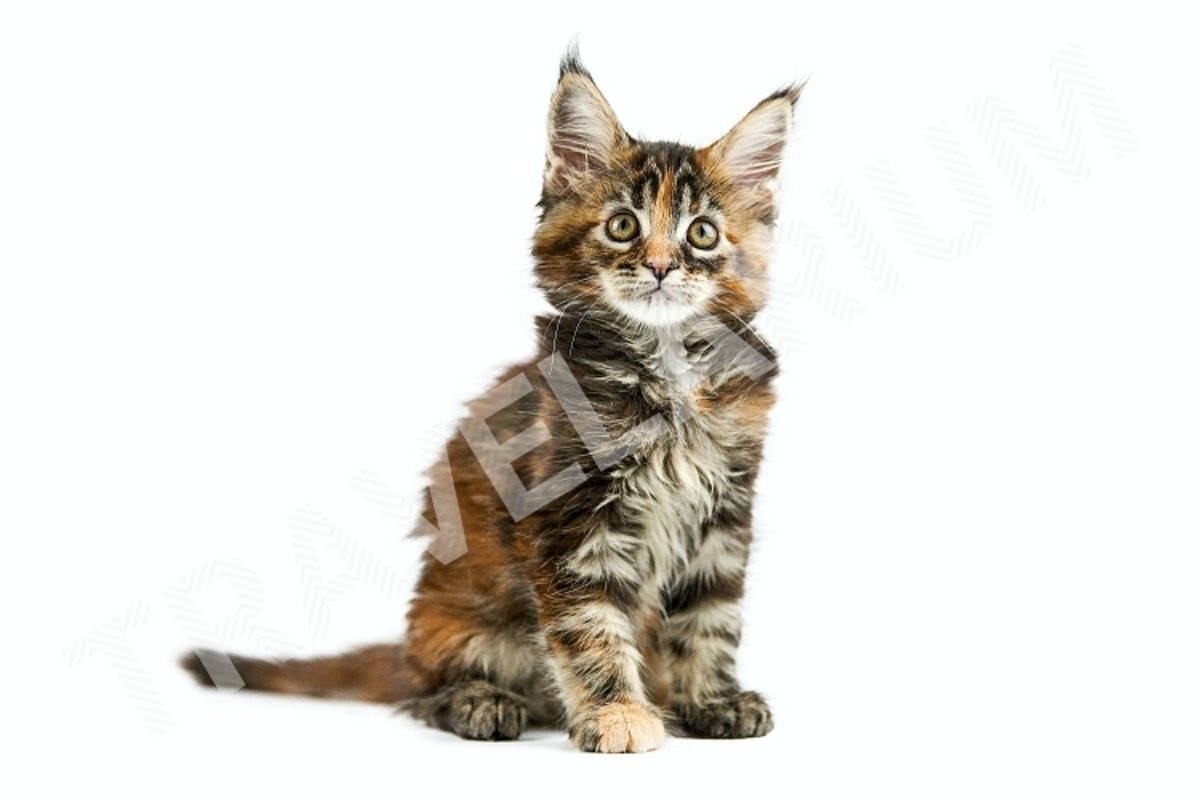 Tortoiseshell Maine coon kitten, isolated example image 1
