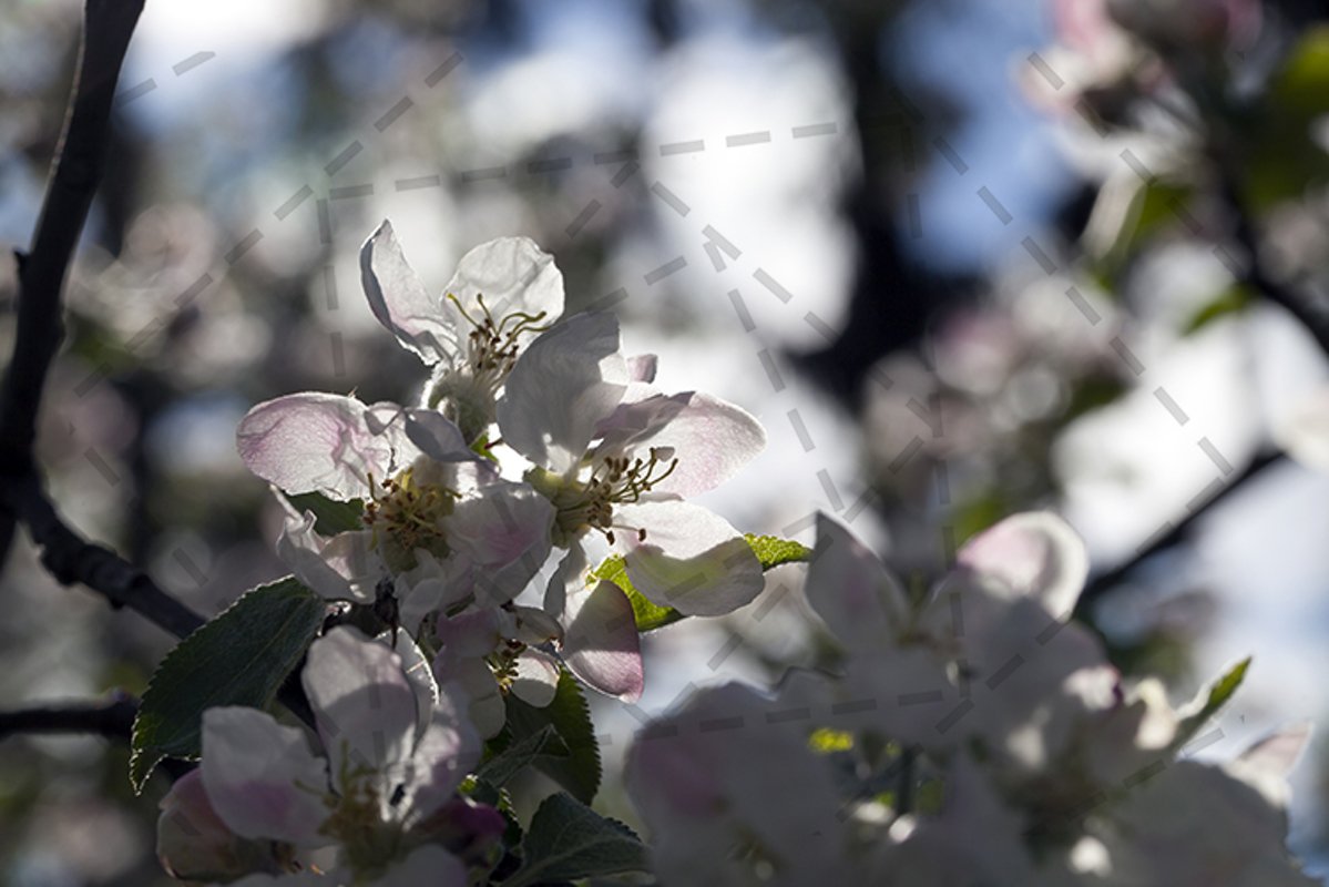 white flowers example image 1