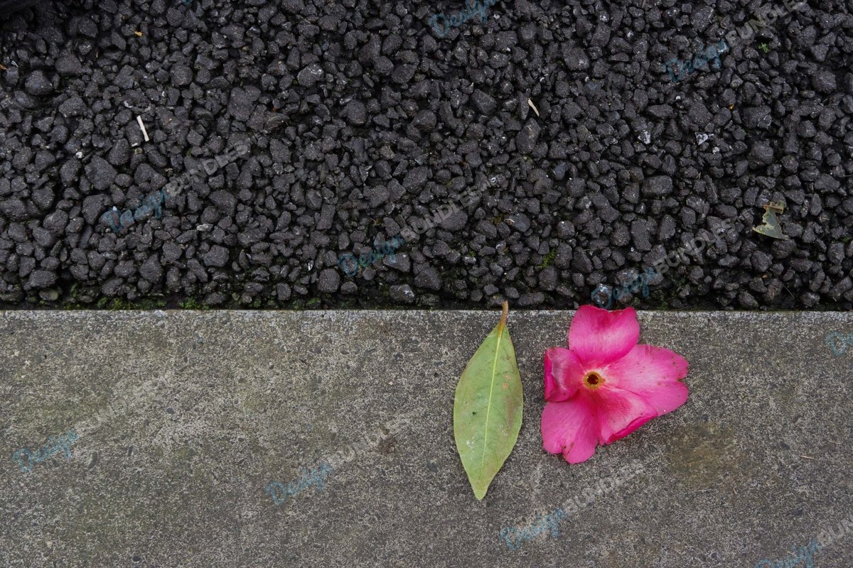 Stock Photo - Close-Up Of Pink Rose Flowers on the floor example image 1