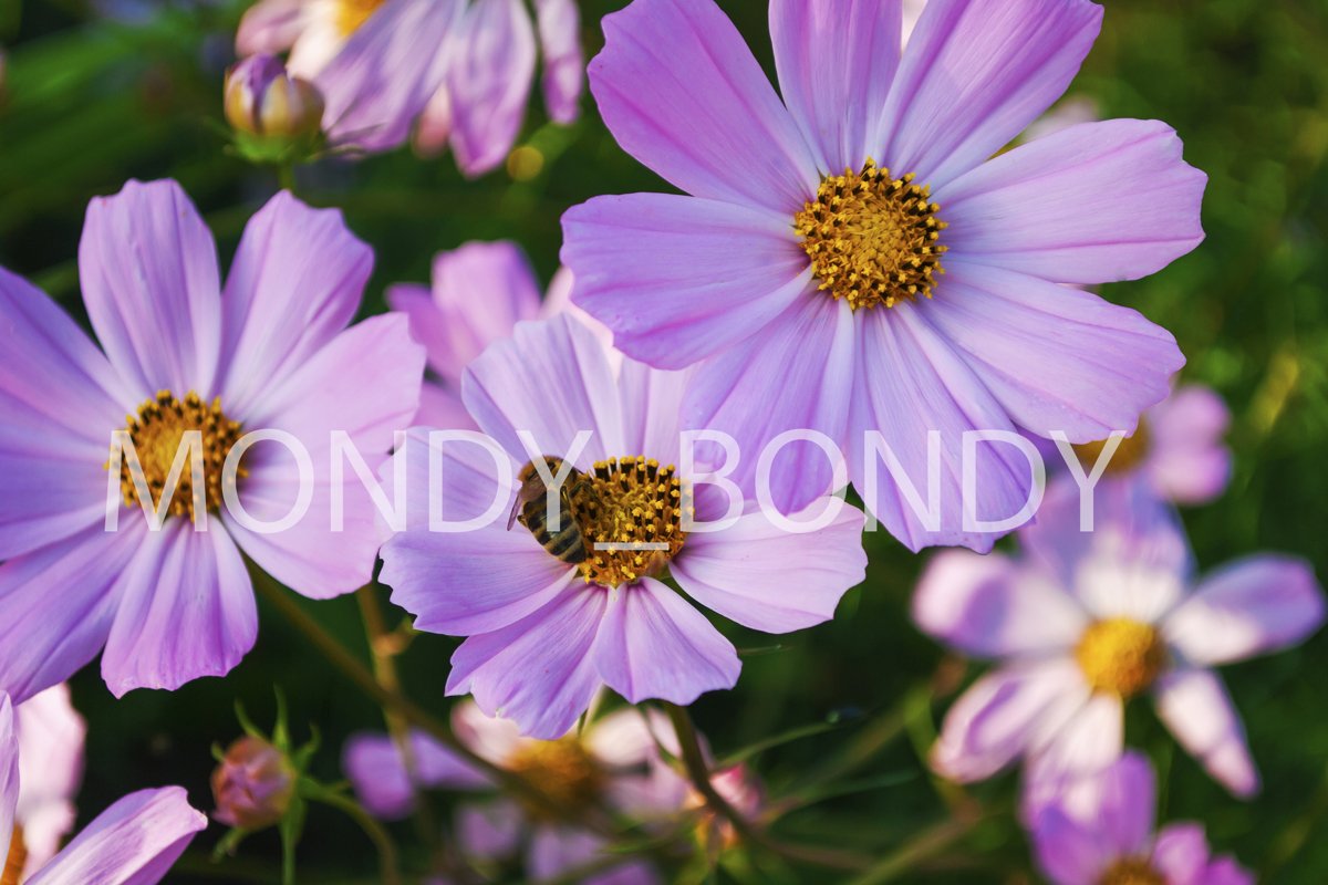 Bright summer lilac flowers close-up with a bee on a petal example image 1