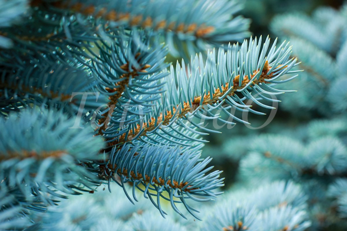 Blue spruce background. Coniferous tree. example image 1