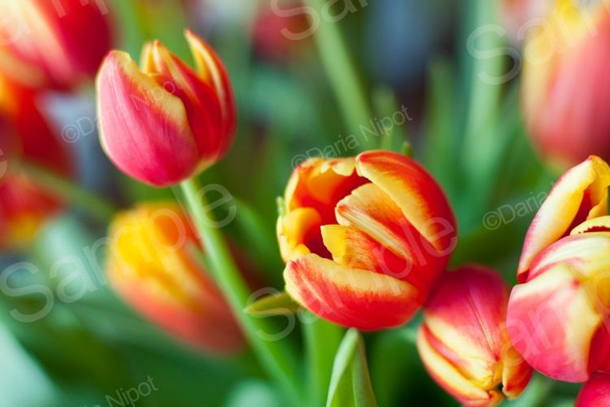 Bouquet of beautiful colorful tulips example image 1