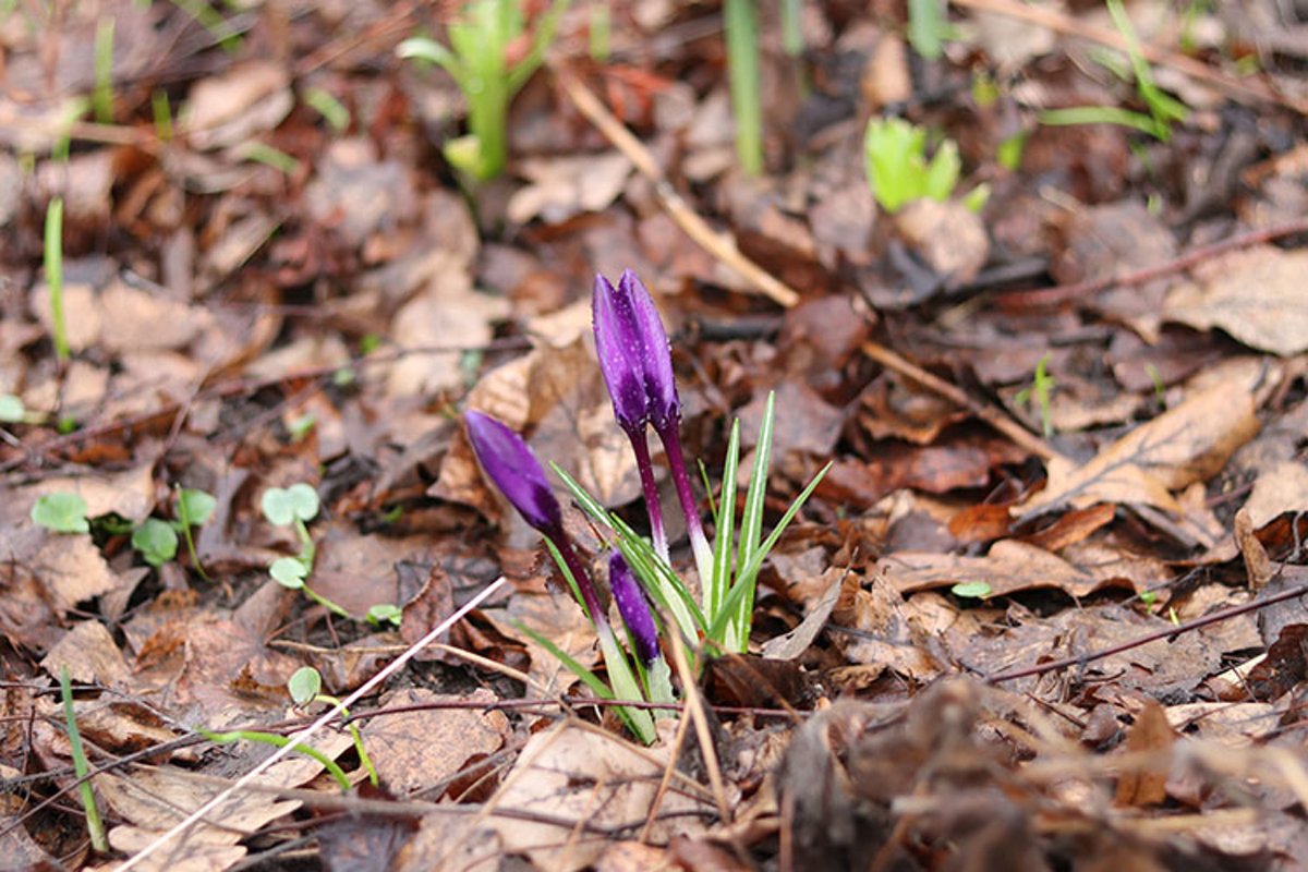 spring purple crocus flowers close up example image 1
