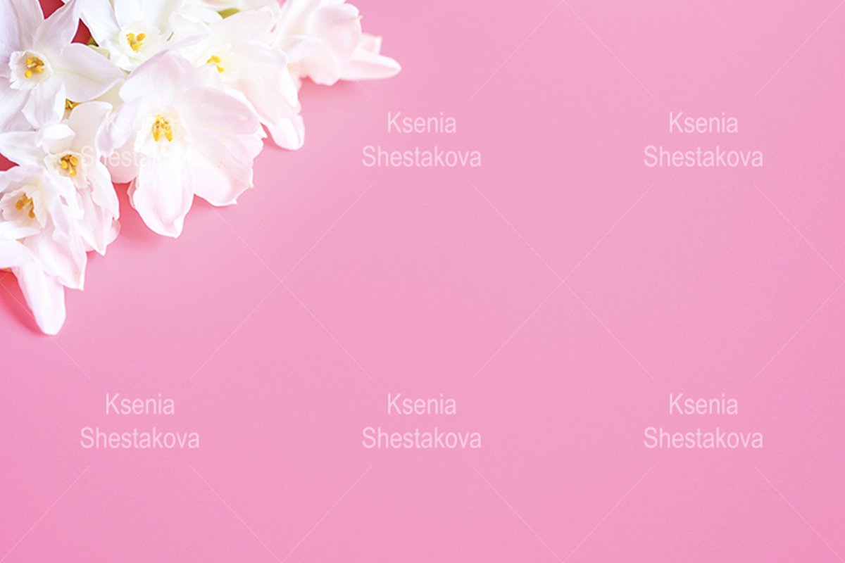 bouquet flowers narcisses in full bloom on a pink background example image 1