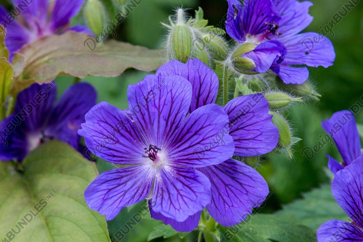 Stock Photo - Close-Up Of Purple Flowering Plants example image 1