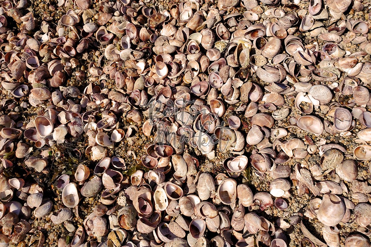 Stock Photo - Washed Up Shells example image 1
